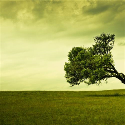 gogoui (gouyima.lens) Lens social identity (.lens handle) PFP