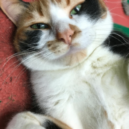 FarmaciaMagia 🌟 (riteaid.lens) Lens social identity (.lens handle) PFP