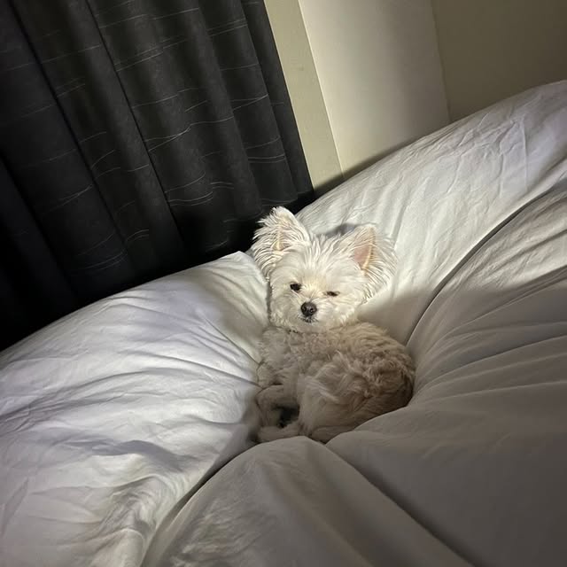 LinguaLore 🌐 (chexun.lens) Lens social identity (.lens handle) PFP