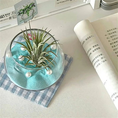 dadi (dadicv.lens) Lens social identity (.lens handle) PFP