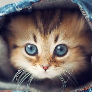 Saianu (saianu1.lens) Lens social identity (.lens handle) PFP