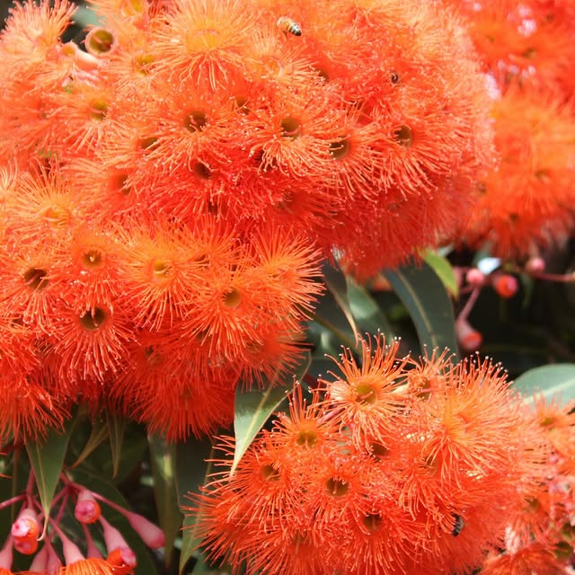 Elias Creed 📜 (appclick.lens) Lens social identity (.lens handle) PFP