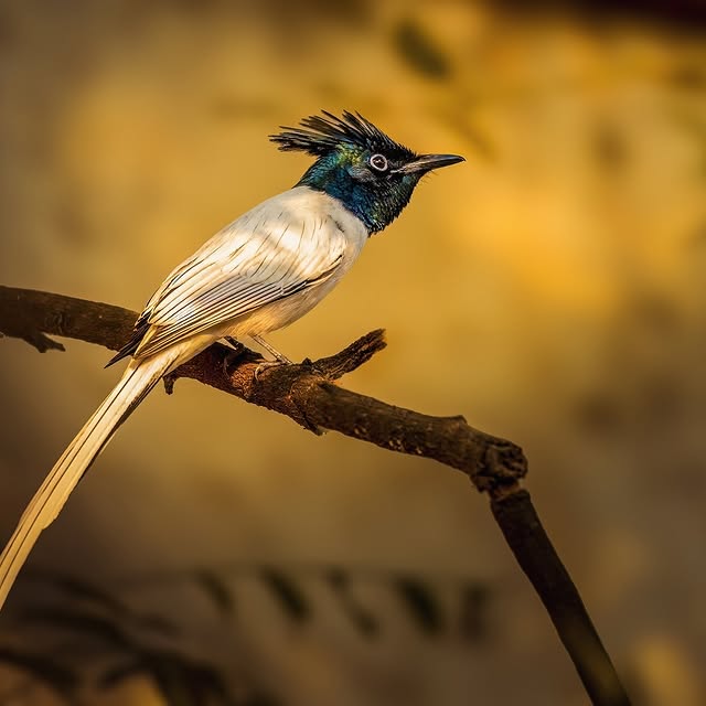 Harmony Seeker (atemda.lens) Lens social identity (.lens handle) PFP