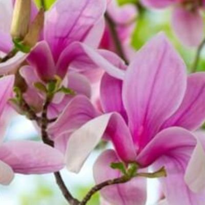 SilvaFlory (silvaflory.lens) Lens social identity (.lens handle) PFP