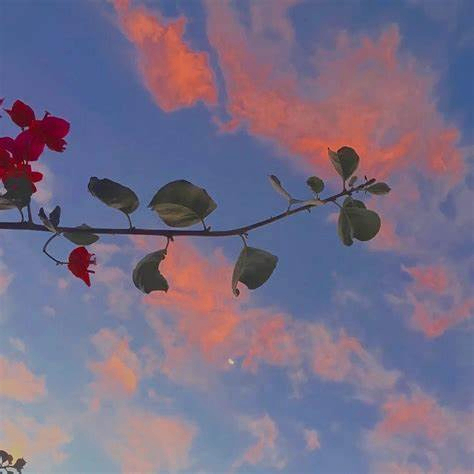 Hafiz (nadiaad.lens) Lens social identity (.lens handle) PFP