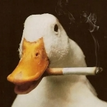 zaraar (zaraar.lens) Lens social identity (.lens handle) PFP