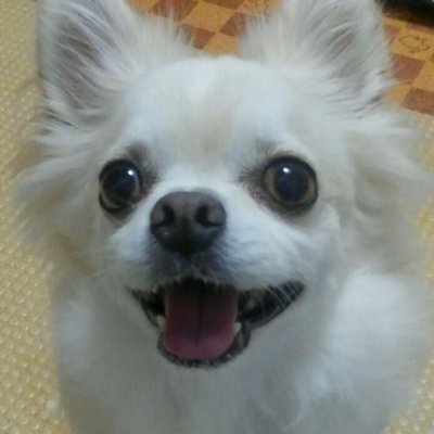 dome_head (domehead.lens) Lens social identity (.lens handle) PFP