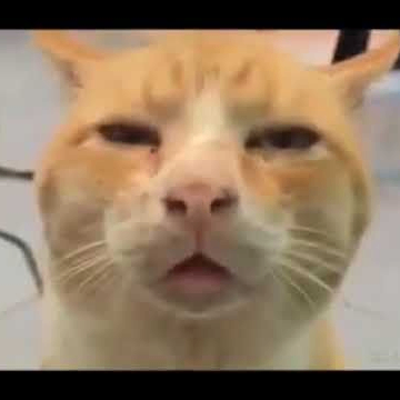 Paint (hahakk2k.lens) Lens social identity (.lens handle) PFP