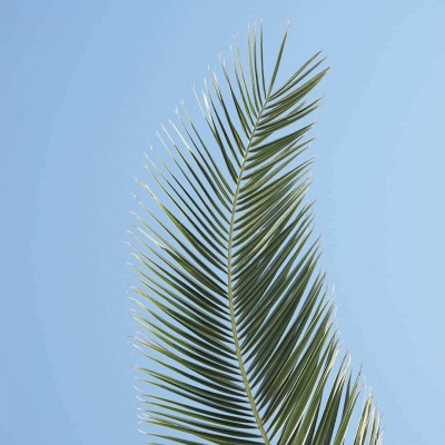 Jia Jun (thaddeus.lens) Lens social identity (.lens handle) PFP