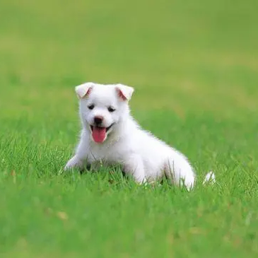 Lilium (swoodnjsiieb.lens) Lens social identity (.lens handle) PFP