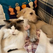 喊吧 (mao25.lens) Lens social identity (.lens handle) PFP