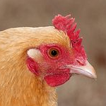 Tolij (dingoman.lens) Lens social identity (.lens handle) PFP