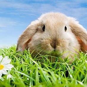 NhNgc (nhngc.lens) Lens social identity (.lens handle) PFP