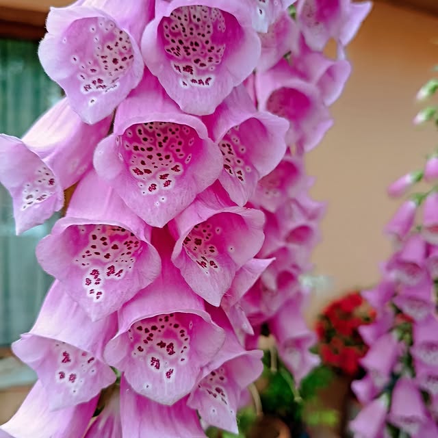 Stellar Sage 🌟 (99widgets.lens) Lens social identity (.lens handle) PFP