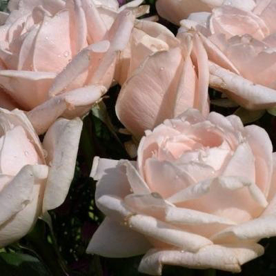 ゆうき (kissyo.lens) Lens social identity (.lens handle) PFP