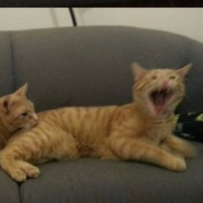 Selierer (selierer.lens) Lens social identity (.lens handle) PFP