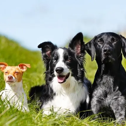 Pioneer (thejian.lens) Lens social identity (.lens handle) PFP