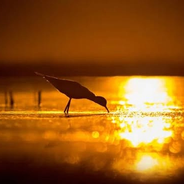 moriana (villamp.lens) Lens social identity (.lens handle) PFP