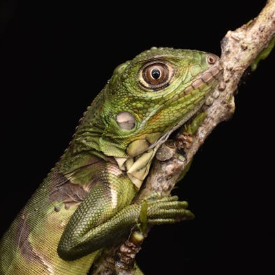 Meghane (meghane.lens) Lens social identity (.lens handle) PFP