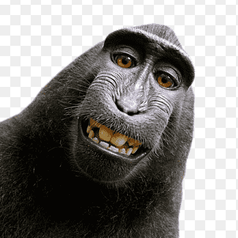 Lyafyasaugat (saugat.lens) Lens social identity (.lens handle) PFP