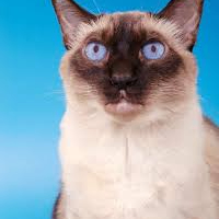 LET (letgoq.lens) Lens social identity (.lens handle) PFP