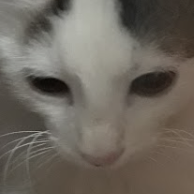 starceps (starceps.lens) Lens social identity (.lens handle) PFP