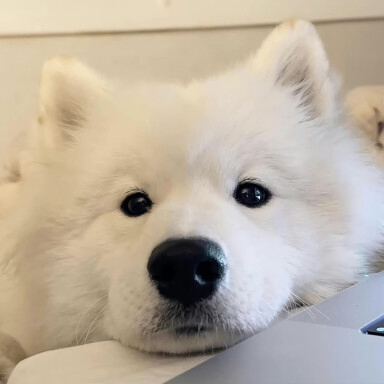 Flute (malijian.lens) Lens social identity (.lens handle) PFP