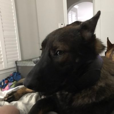 bitcoinninjacd (69903.lens) Lens social identity (.lens handle) PFP