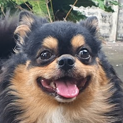 Kumakung (kumakung.lens) Lens social identity (.lens handle) PFP