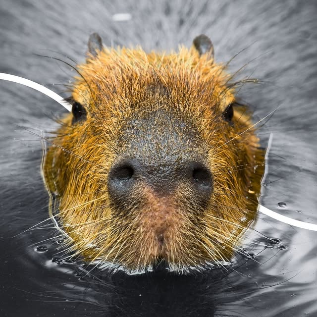 Eduardo Mix (blogads.lens) Lens social identity (.lens handle) PFP