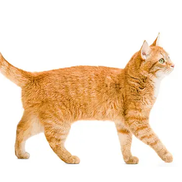 mksrinivas (mksrinivas.lens) Lens social identity (.lens handle) PFP