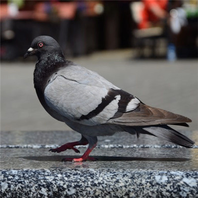 hbsfbf (kimberleya.lens) Lens social identity (.lens handle) PFP