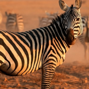 Jean Penn (ooooff.lens) Lens social identity (.lens handle) PFP