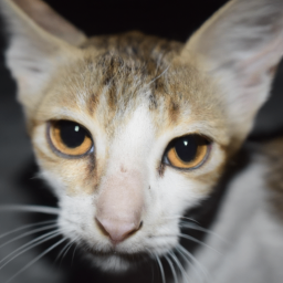 Wholeness (intact.lens) Lens social identity (.lens handle) PFP