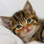 Geros (geros.lens) Lens social identity (.lens handle) PFP