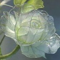 Evelyn Sharp (rebecs.lens) Lens social identity (.lens handle) PFP