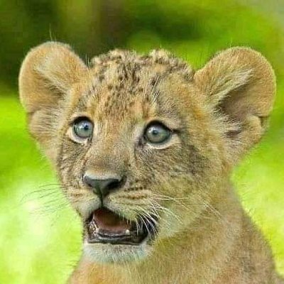 Enock_Twin (enocktwin.lens) Lens social identity (.lens handle) PFP