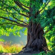 tree (kaoajsjsbxzi.lens) Lens social identity (.lens handle) PFP