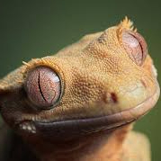 Rango (gibonbax.lens) Lens social identity (.lens handle) PFP