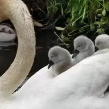 Xavier Price (jjjjm.lens) Lens social identity (.lens handle) PFP