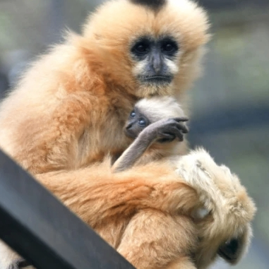 Polly Fielding (jjjjjx.lens) Lens social identity (.lens handle) PFP