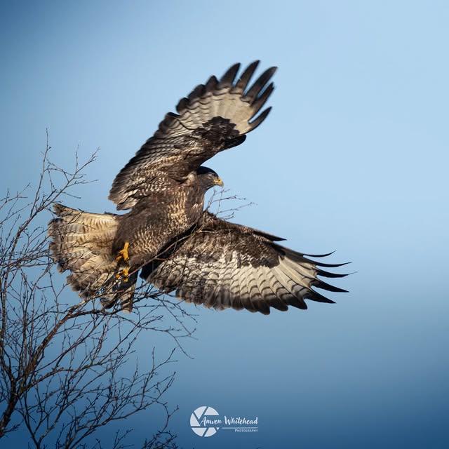 Atlas Quill (apsalar.lens) Lens social identity (.lens handle) PFP