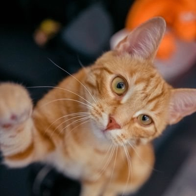 Nick (montenick.lens) Lens social identity (.lens handle) PFP