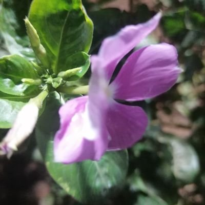 natureblossm (natureblossm.lens) Lens social identity (.lens handle) PFP