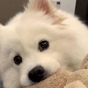 sparklec (sparklec.lens) Lens social identity (.lens handle) PFP