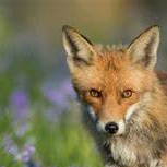 Nicola Wyat(t) (vvvvvj.lens) Lens social identity (.lens handle) PFP