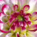 Sen (senlens.lens) Lens social identity (.lens handle) PFP