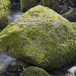 geist (geist.lens) Lens social identity (.lens handle) PFP