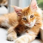 Traxer (traxer.lens) Lens social identity (.lens handle) PFP