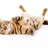 limenglong (limenglong.lens) Lens social identity (.lens handle) PFP